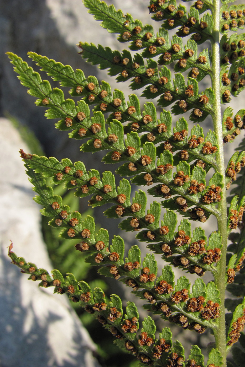 Image of Dryopteris villarii specimen.