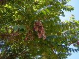 Ailanthus altissima