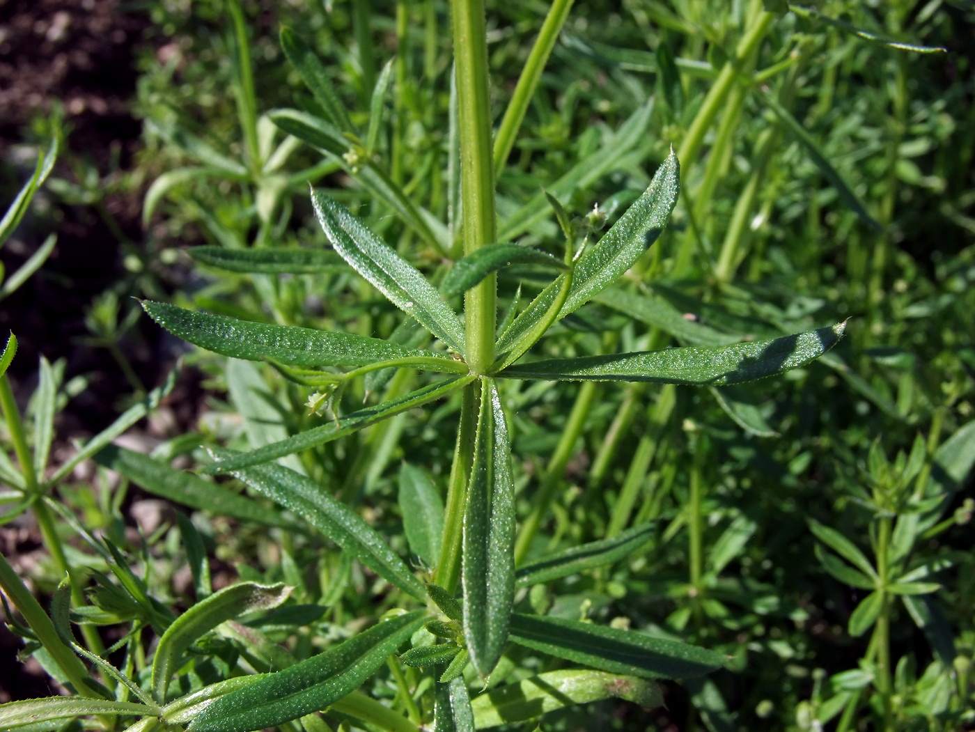 Изображение особи Galium vaillantii.