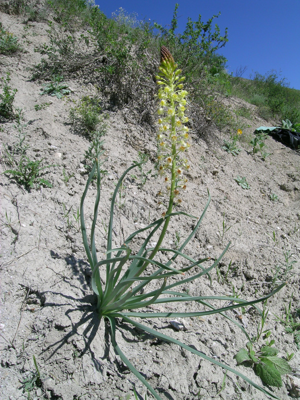 Image of Eremurus zoae specimen.