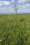 Valeriana officinalis