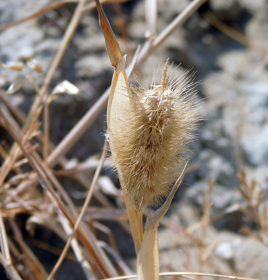 Image of Polypogon monspeliensis specimen.