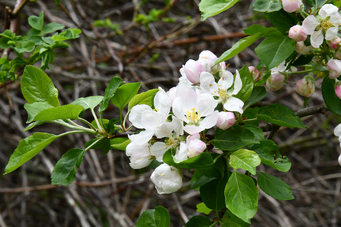 Image of Malus sieversii specimen.