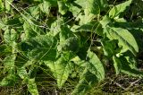 View full-size image Salvia stepposa