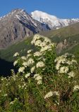 Spiraea crenata. Верхушка цветущего кустарника. Алтай, Северо-Чуйский хребет, долина р. Маашей. 08.06.2008.