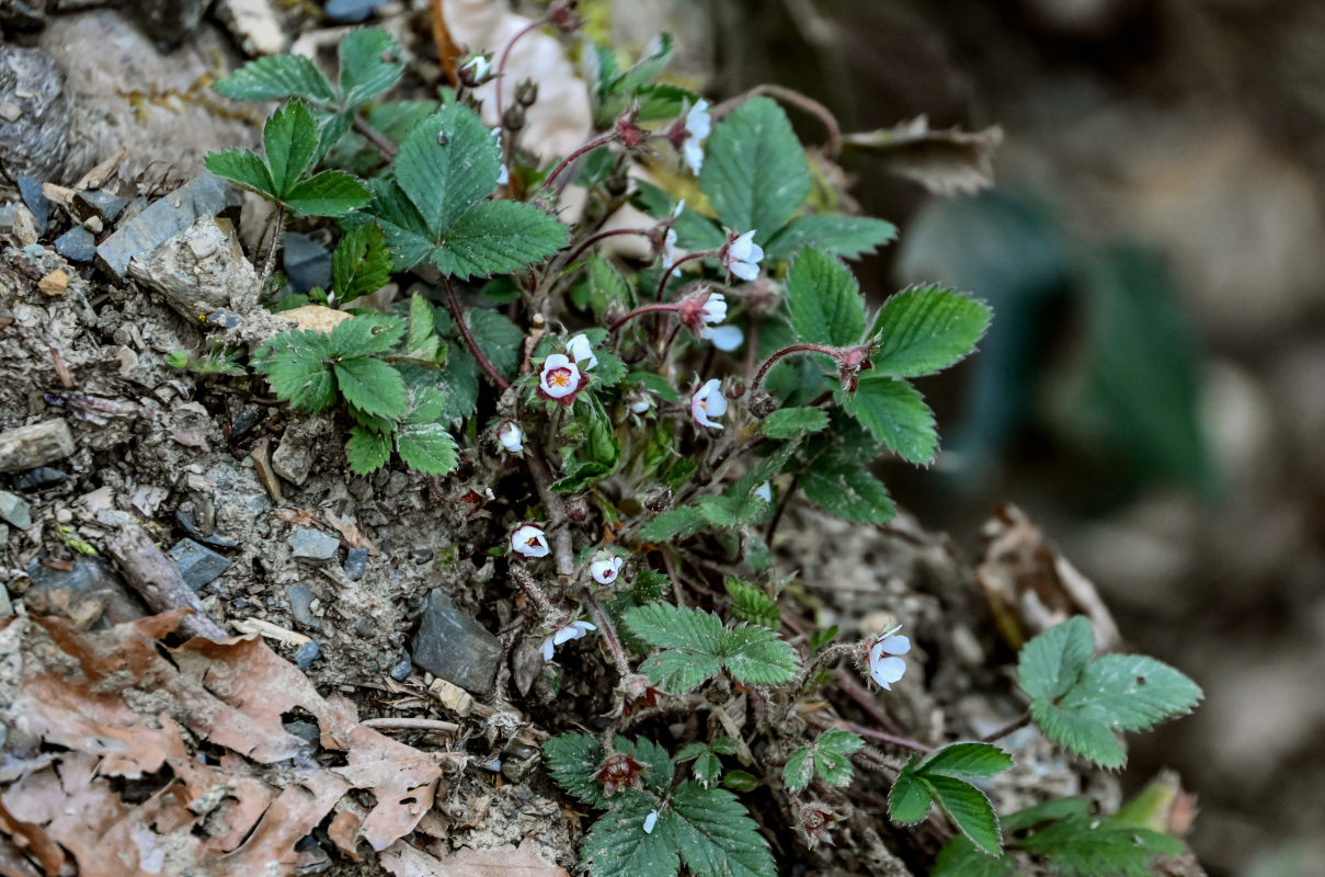 Image of Potentilla micrantha specimen.