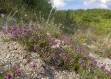 Thymus elenevskyi