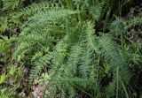 Pedicularis uralensis. Прикорневые листья. Пермский край, Кунгурский р-н, окр. с. Плехановское, ур. Спасская гора, берёзовая роща, распадок. 02.06.2025.