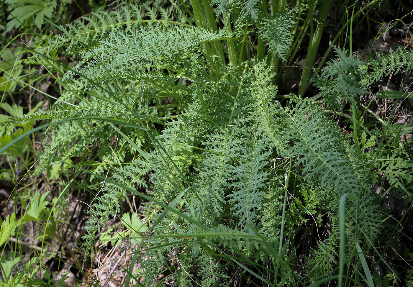 Image of Pedicularis uralensis specimen.