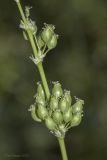 Silene densiflora