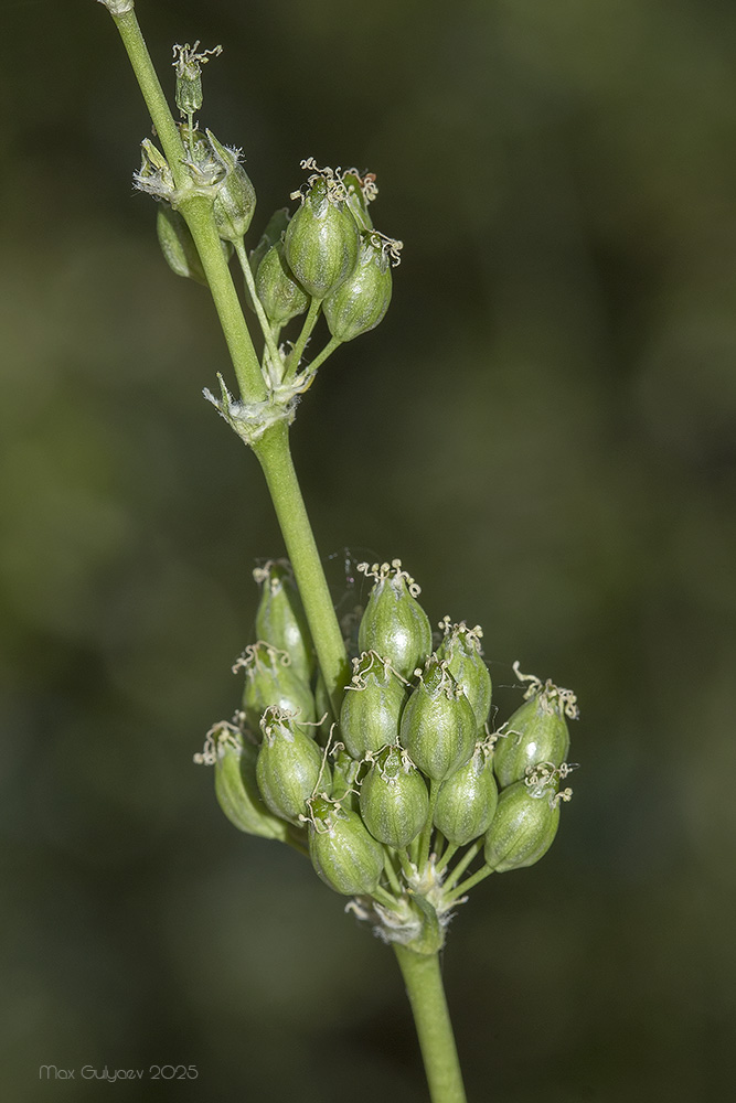 Image of Silene densiflora specimen.
