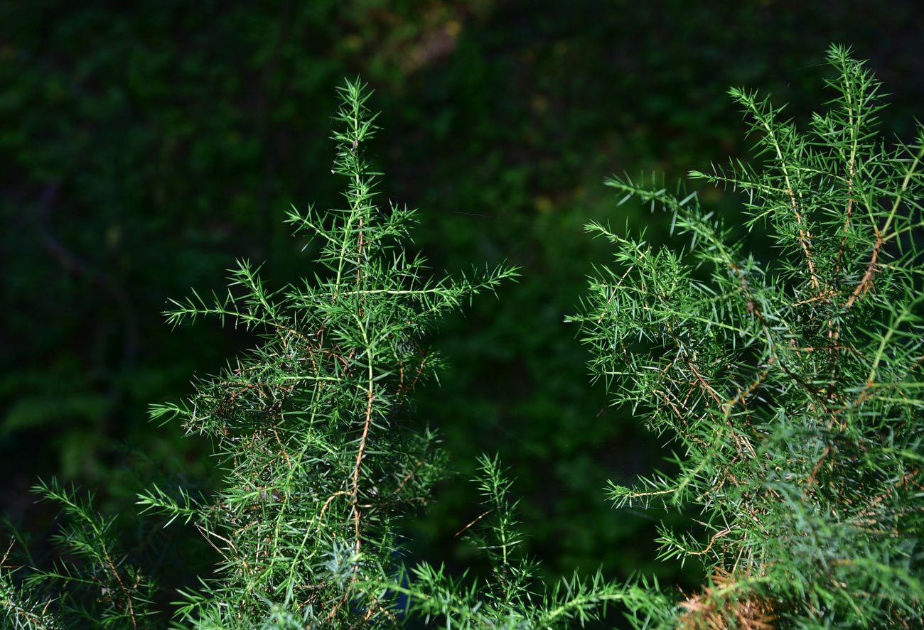 Изображение особи Juniperus communis.
