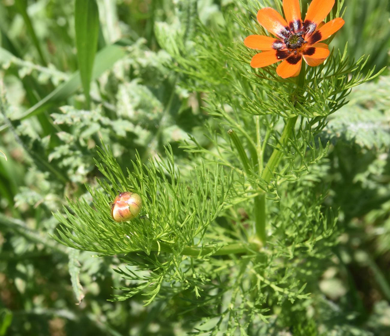Image of genus Adonis specimen.