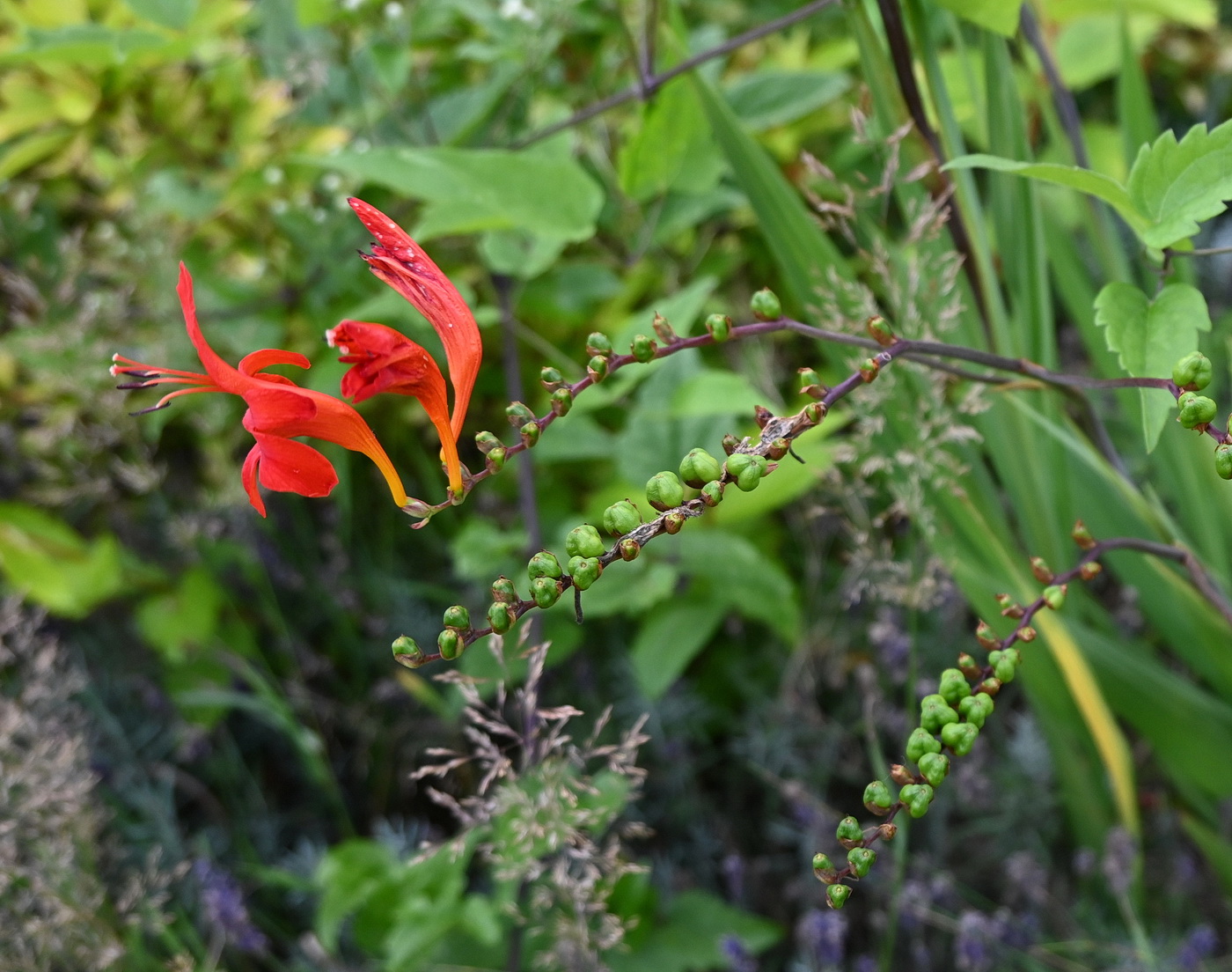 Image of Crocosmia × crocosmiiflora specimen.