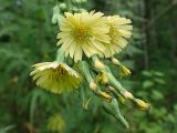 Lactuca serriola