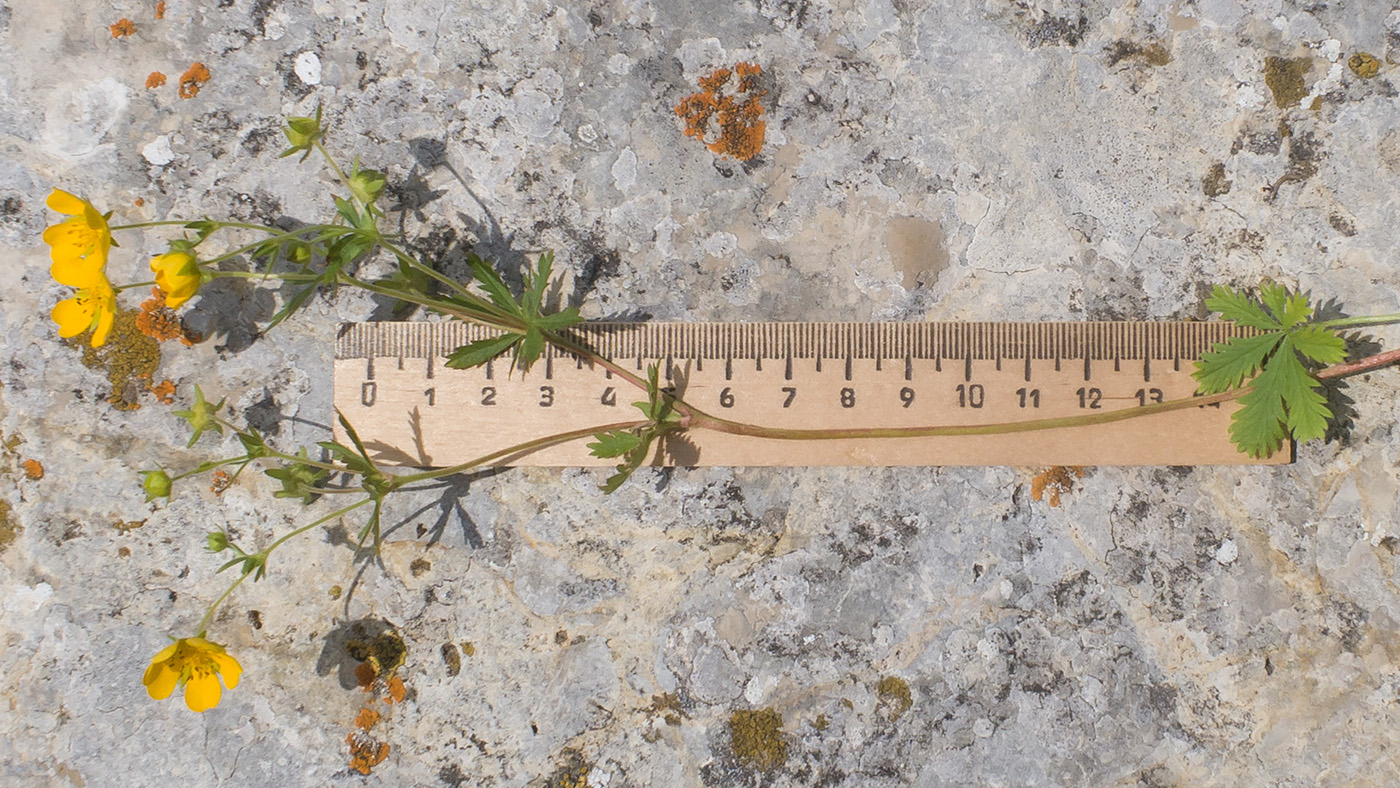 Image of Potentilla humifusa specimen.