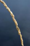 Phleum phleoides