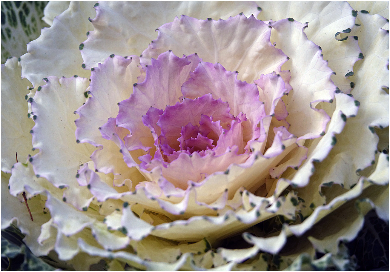 Image of Brassica oleracea var. viridis specimen.
