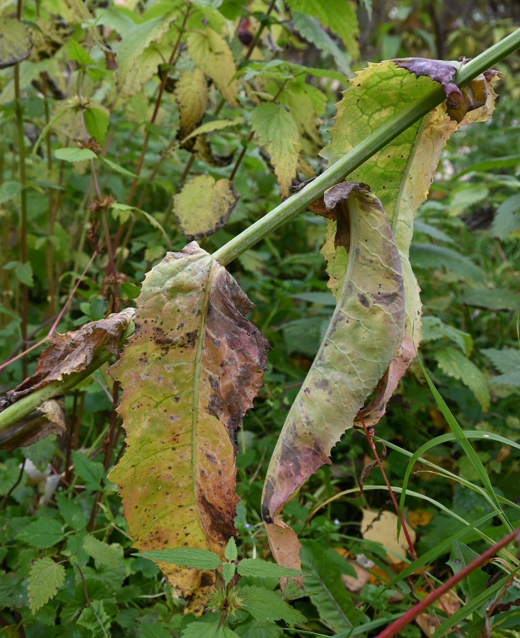 Image of Sonchus arvensis ssp. uliginosus specimen.