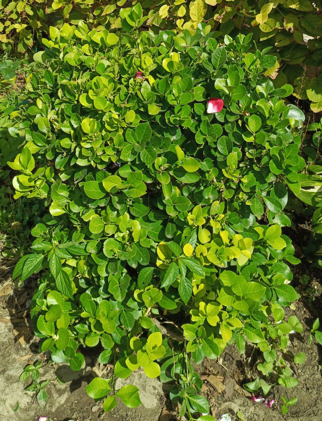 Изображение особи Неопознанный вид.