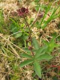 Comarum palustre. Цветущее растение. Нидерланды, провинция Drenthe, национальный парк Drentsche Aa, заказник Eexterveld, заболоченный луг. 31 мая 2008 г.