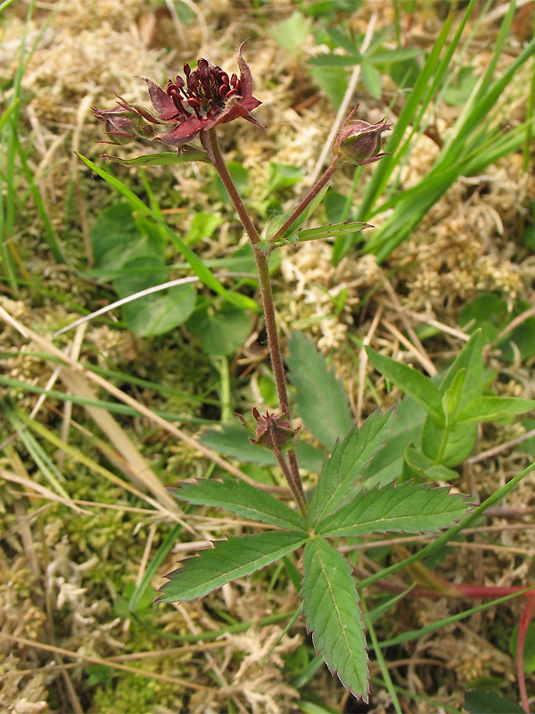 Image of Comarum palustre specimen.