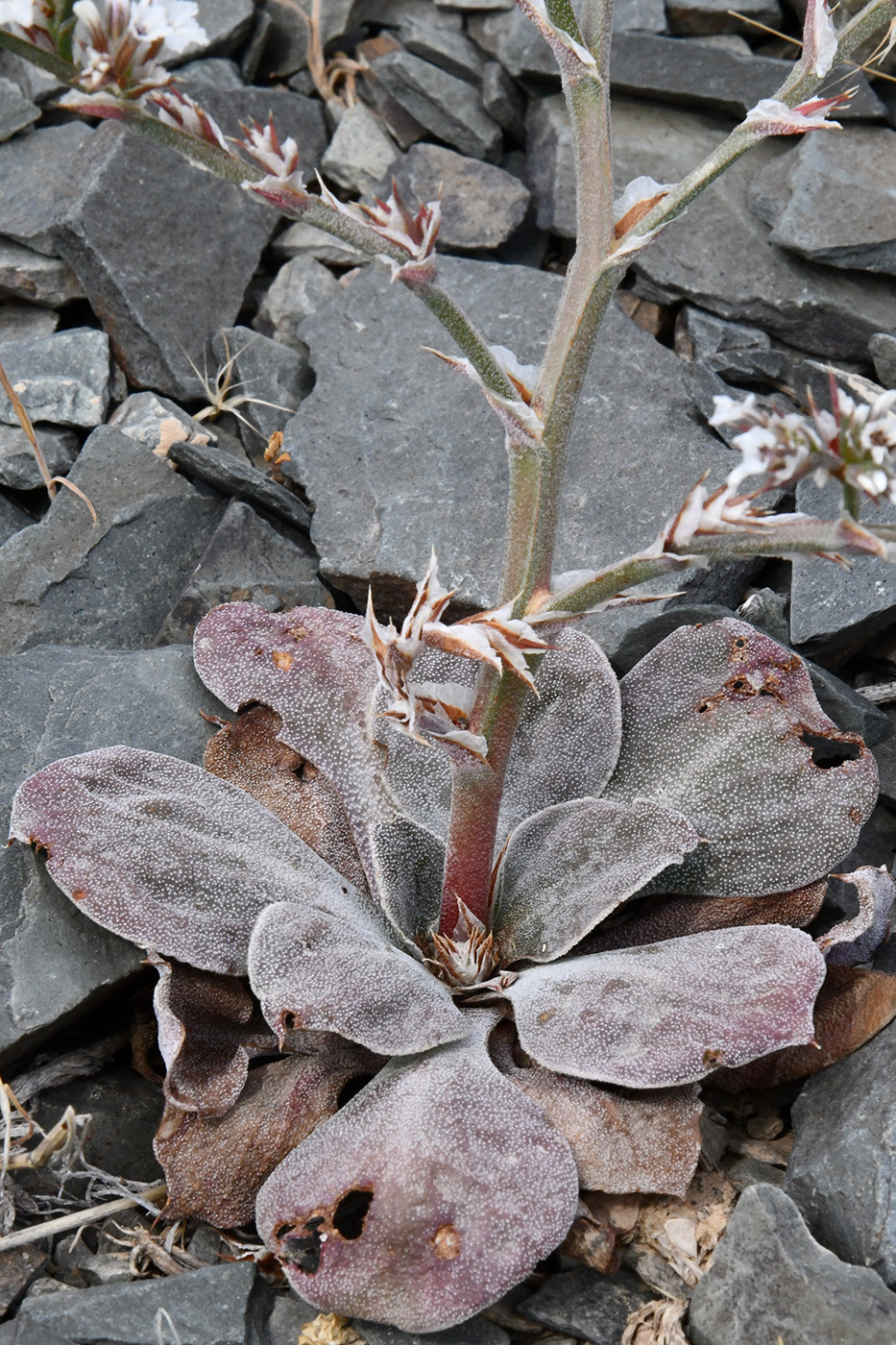 Изображение особи Goniolimon cuspidatum.