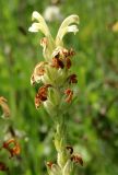 Pedicularis kaufmannii