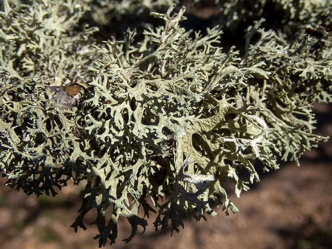 Изображение особи семейство Parmeliaceae.