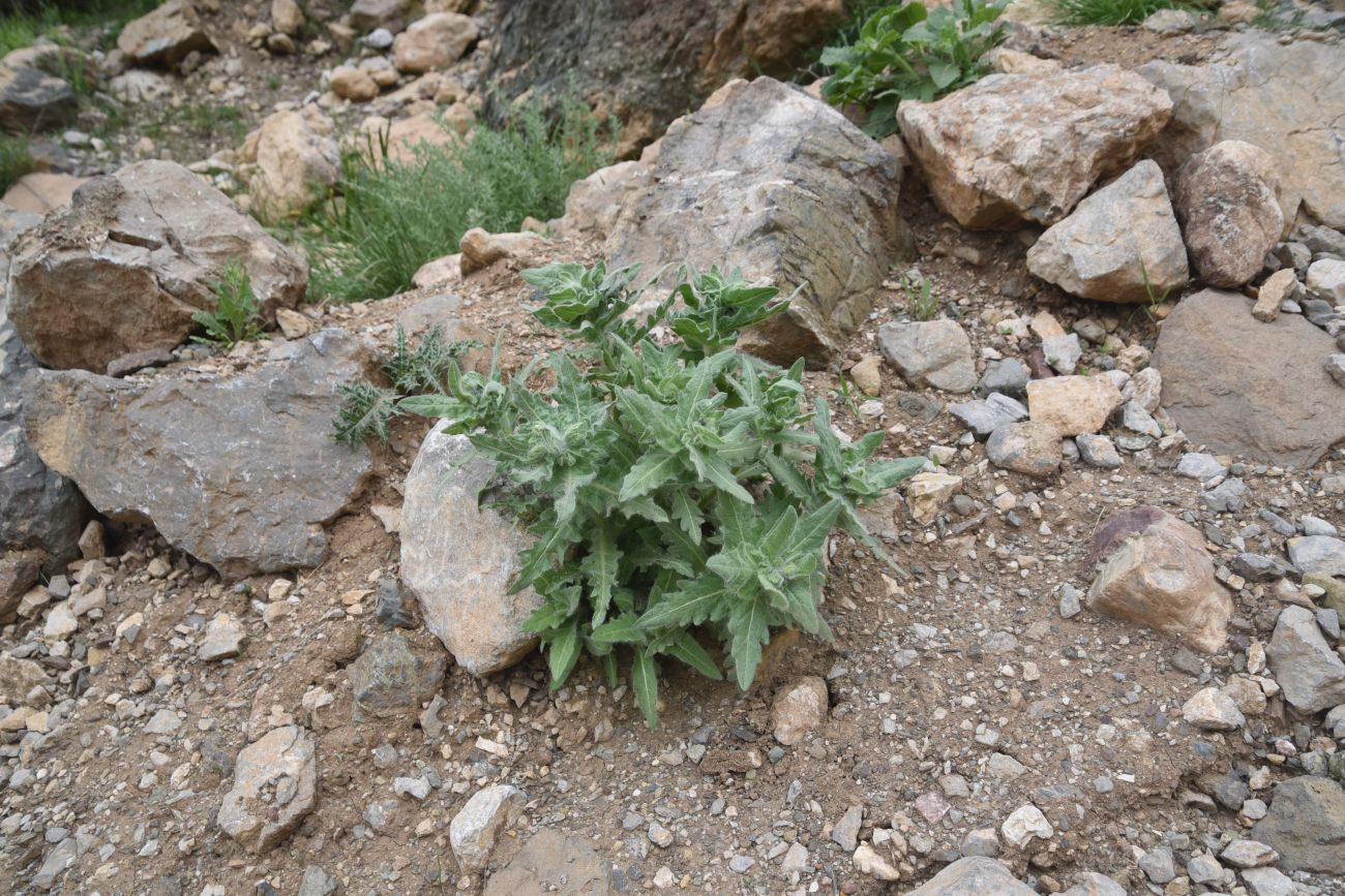 Image of familia Boraginaceae specimen.