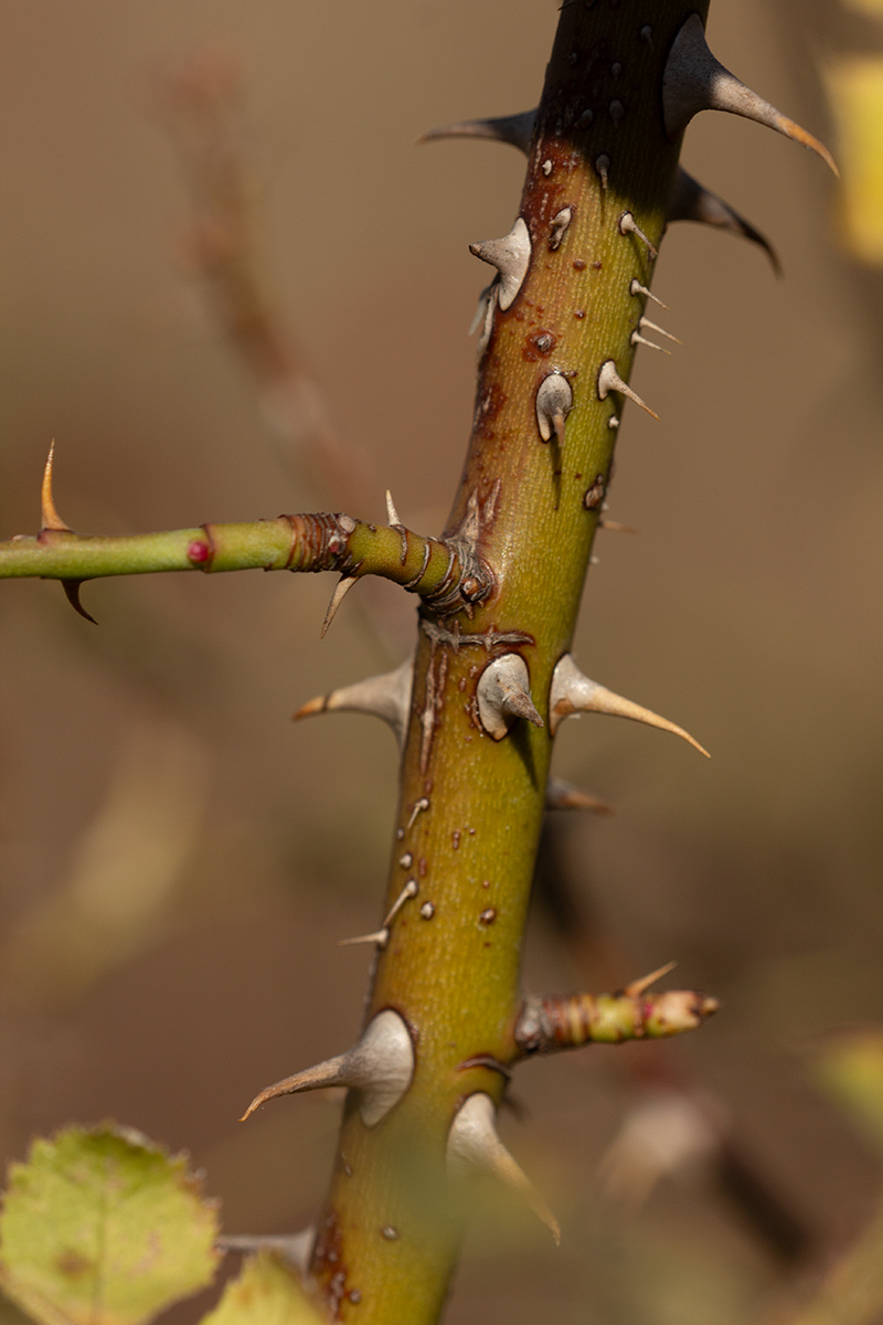Изображение особи род Rosa.