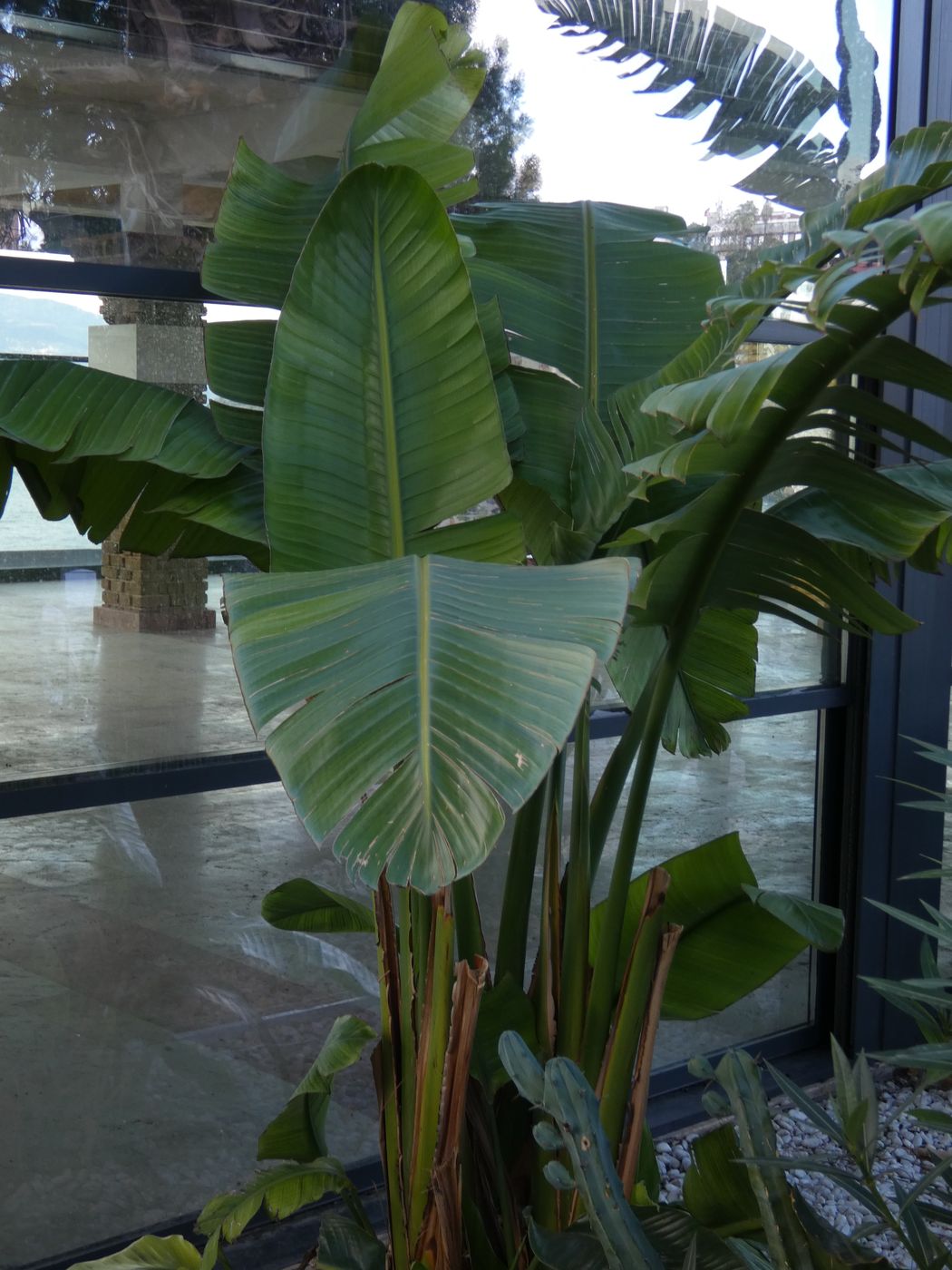 Изображение особи Musa basjoo.