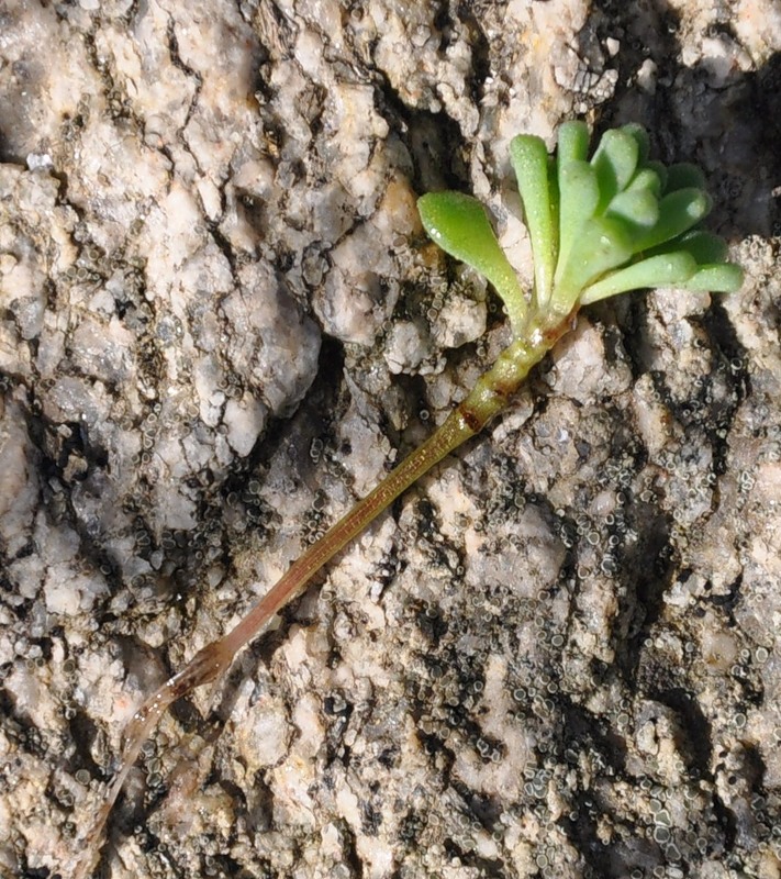 Image of Sedum hispanicum specimen.
