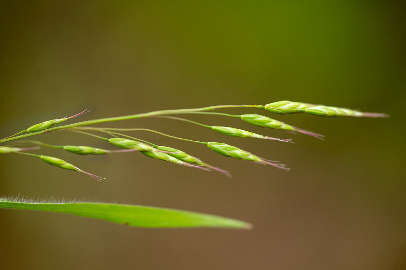 Image of genus Bromus specimen.