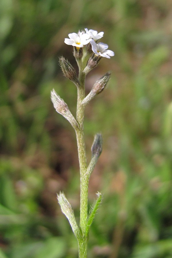 Image of Myosotis incrassata specimen.