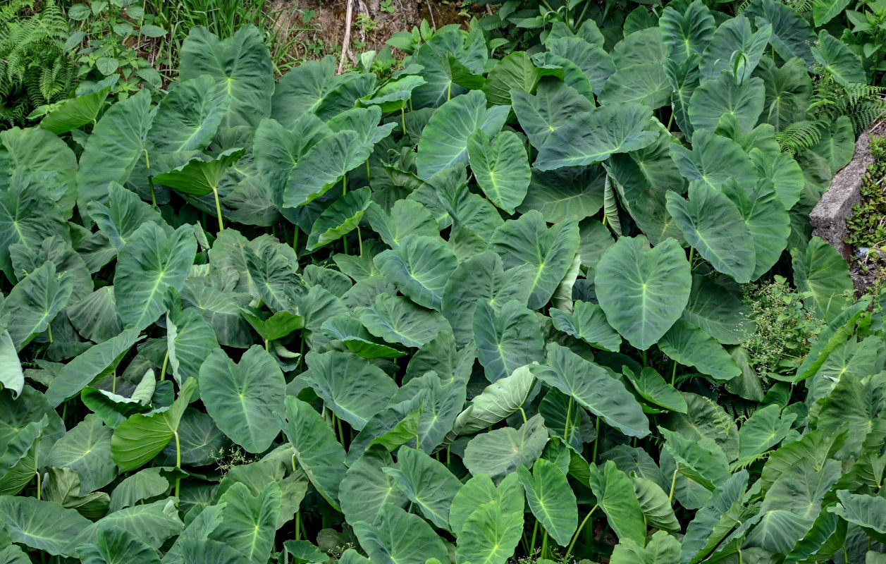 Изображение особи Colocasia esculenta.