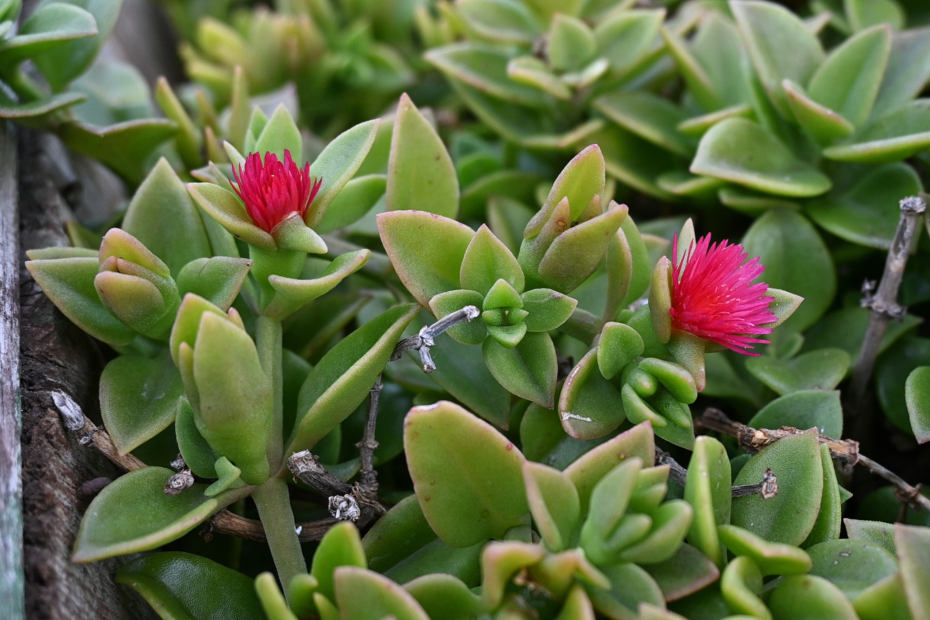 Изображение особи род Aptenia.