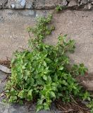 неопознанный вид. Цветущее растение. Турция, г. Стамбул, р-н Фатих, ул. Кеннеди, каменистый берег пр. Босфор. 05.10.2025.