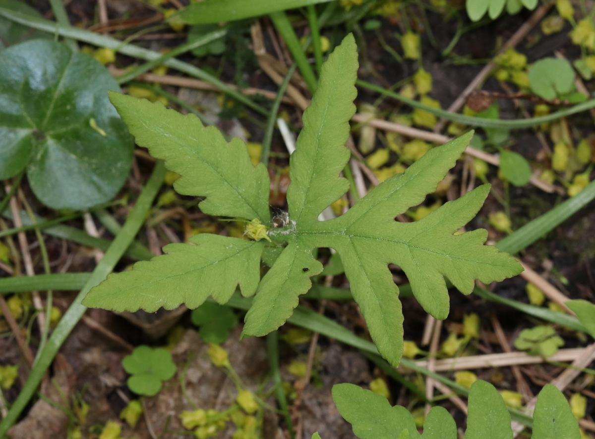 Image of Onoclea sensibilis specimen.