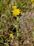 Scolymus hispanicus. Верхушка побега с соцветиями. Португалия, г. Лиссабон, пустырь. 10.08.2025.