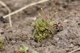 Funaria hygrometrica. Растения со спорогонами. Ленинградская обл., Ломоносовский р-н, дер. Дубки, дачный участок, на грядке. 09.05.2026.