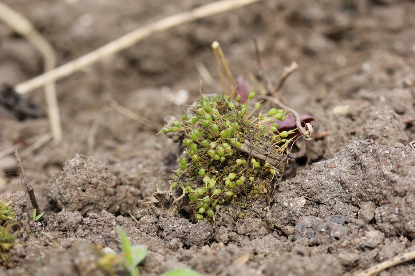 Image of Funaria hygrometrica specimen.