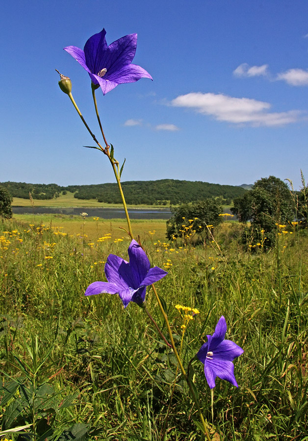 Image of Platycodon grandiflorus specimen.