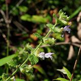Melissa officinalis