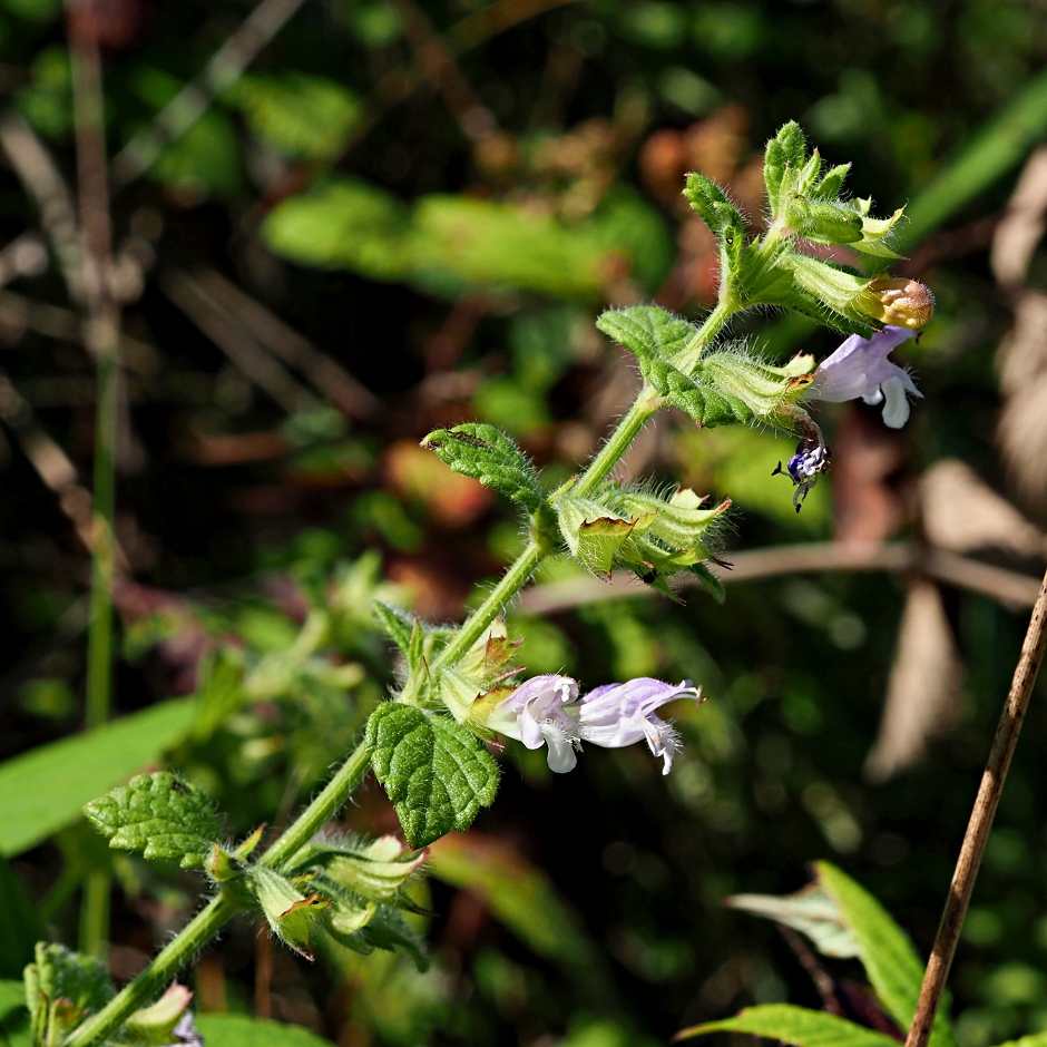Image of Melissa officinalis specimen.