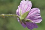 Geranium sanguineum. Цветок (вид со стороны чашечки). Крым, окр. г. Симферополь, поляна в дубовом редколесье. 22.05.2026.