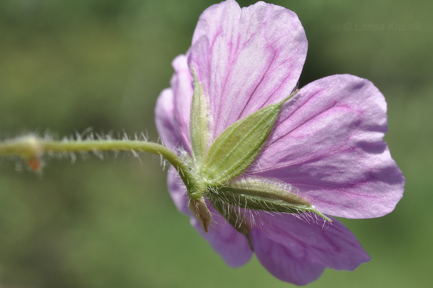 Image of Geranium sanguineum specimen.