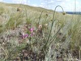 Allium cretaceum. Растение с бутонами. Казахстан, Актюбинская обл., г. Актобе, окр. жилого массива \"Акжар\", пологий склон холма западной экспозиции, сухая ковыльно-полынная степь на щебнистых каштановых почвах. 02.07.2026.