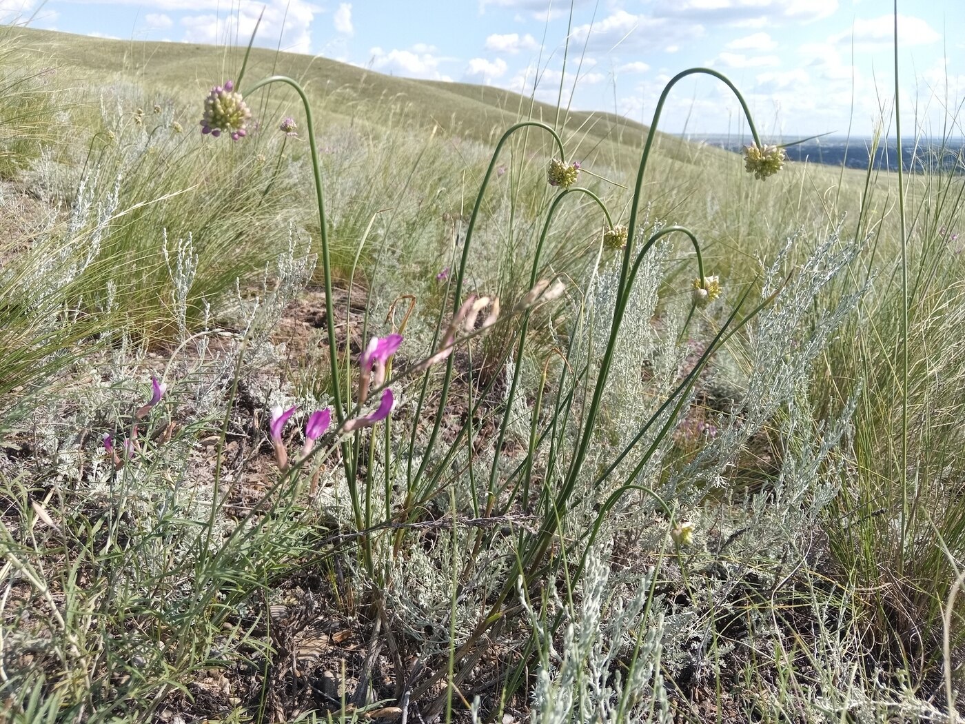 Image of Allium cretaceum specimen.