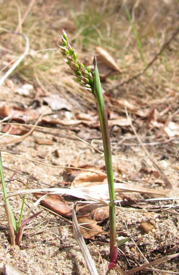 Image of Hierochloe arctica specimen.